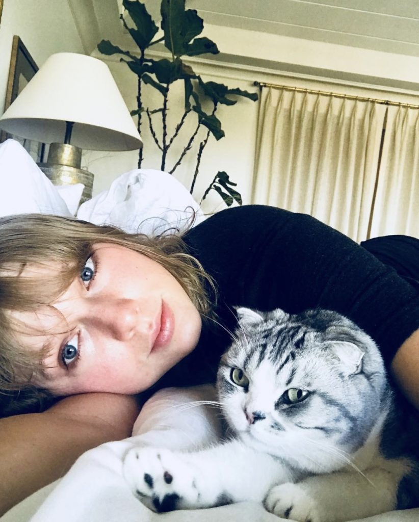 Taylor swift gato